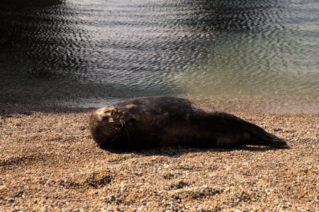 Aegis Photography - Seal